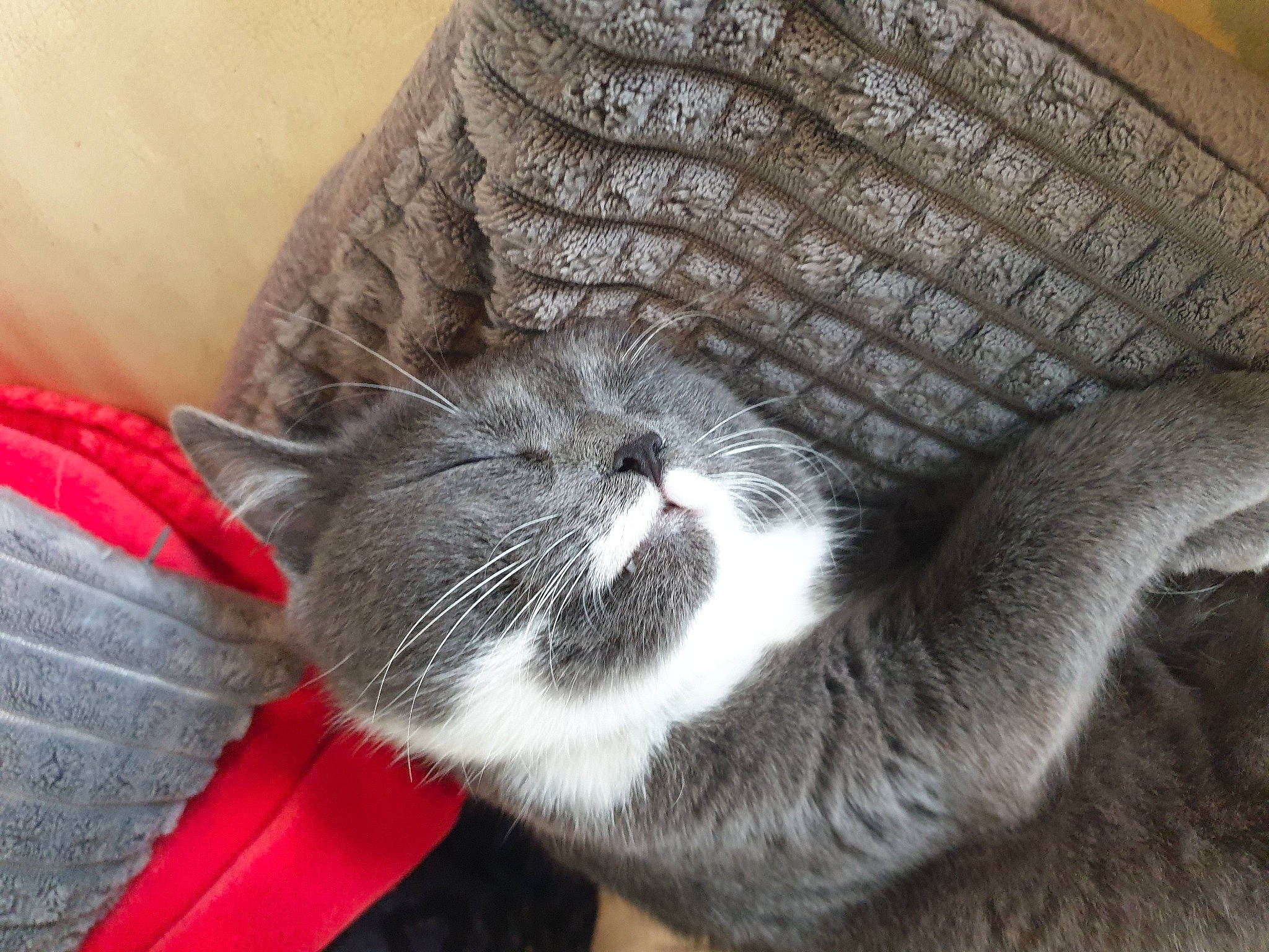 Fidjy participe au concours pour gagner de l'argent avec cette photo : carnivore, cat, cat_supply, claw, comfort, domestic_short_haired_cat, felidae, foot, fur, grey, human_leg, lap, mammal, nap, paw, small_to_medium_sized_cats, snout, tail, vertebrate, whiskers