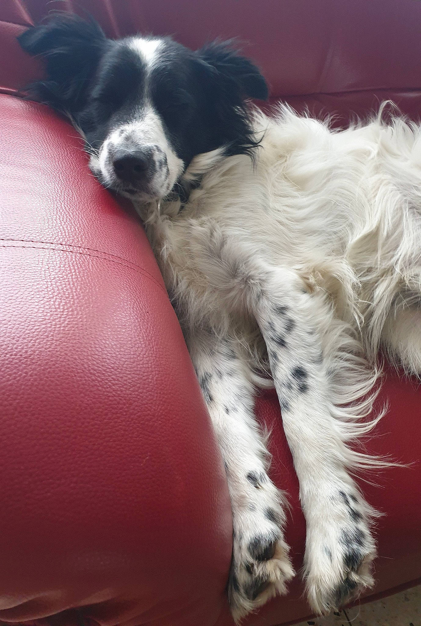 Fidjy a rejoint le concours — aidez-le/la à gagner de superbes lots ! border_collie, canidae, carnivore, comfort, companion_dog, dog, dog_breed, fur, gun_dog, landseer, spaniel, sporting_group, texas_heeler, working_animal, working_dog