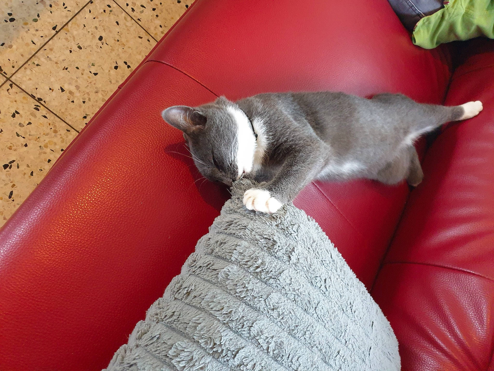 Geutz participe au concours pour gagner de l'argent avec cette photo : carmine, carnivore, cat, cat_supply, comfort, couch, domestic_short_haired_cat, felidae, fur, grey, hardwood, human_leg, leg, linens, metal, room, small_to_medium_sized_cats, tail, whiskers, wood