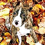 animal, autumn_leaves, brindle, canine, close_up, collar, curious, cute, dog, fall, leaf_litter, leash, nature, outdoor, pet, playful, puppy, sitting, white_stripe, young_dog