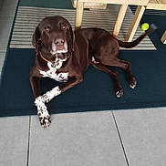 Marlow participe au concours pour gagner de l'argent avec cette photo : animal, brown_dog, canine, collar, dog, domestic, floor, furniture, indoor, looking_up, lying_down, pet, playful, relaxed, rug, tail_wagging, tennis_ball, tiled_floor, white_spots, wooden_chair