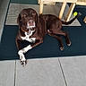 animal, brown_dog, canine, collar, dog, domestic, floor, furniture, indoor, looking_up, lying_down, pet, playful, relaxed, rug, tail_wagging, tennis_ball, tiled_floor, white_spots, wooden_chair
