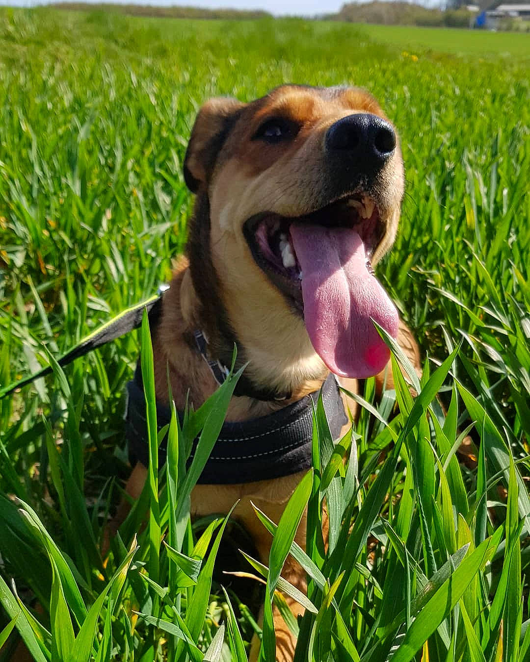 Sweety participe au concours pour gagner de l'argent avec cette photo : canidae, carnivore, collar, companion_dog, dog, dog_breed, dog_collar, fawn, grass, grass_family, grassland, happy, people_in_nature, plant, prairie, sky, snout, whiskers, working_animal, yawn