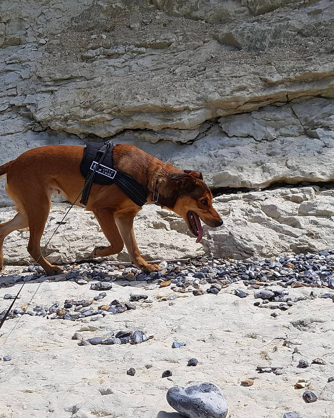 Sweety a rejoint le concours — aidez-le/la à gagner de superbes lots ! adventure, beach, bedrock, canidae, carnivore, coast, dog, dog_breed, dog_supply, fashion_accessory, fawn, landscape, leash, ocean, pet_supply, rock, sand, sporting_group, wood, working_animal