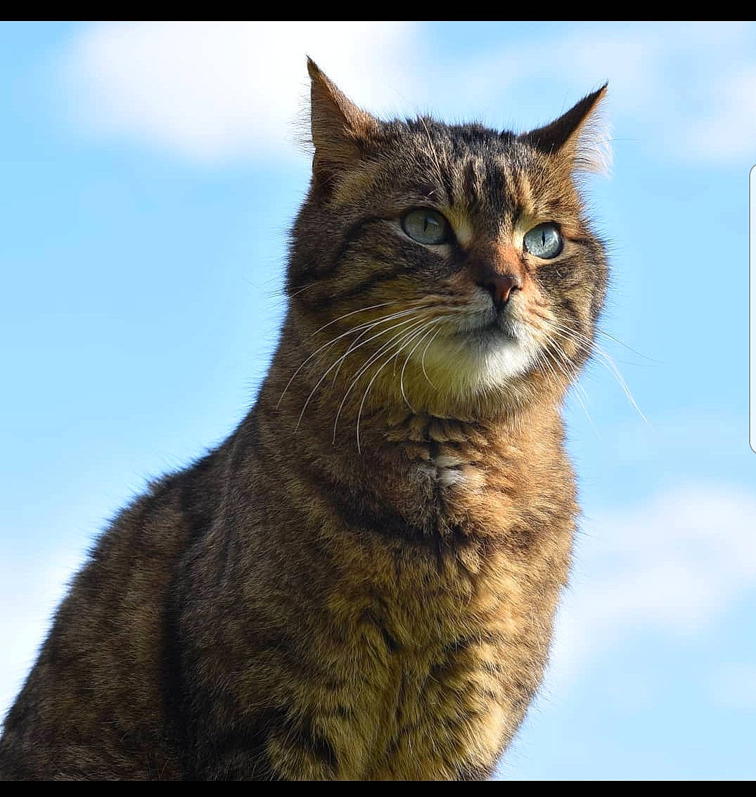 Hobby a rejoint le concours — aidez-le/la à gagner de superbes lots ! carnivore, cat, cloud, domestic_short_haired_cat, felidae, fur, grass, lynx, nature, paw, photo_caption, sky, small_to_medium_sized_cats, snout, tail, terrestrial_animal, tree, whiskers, wildlife, window