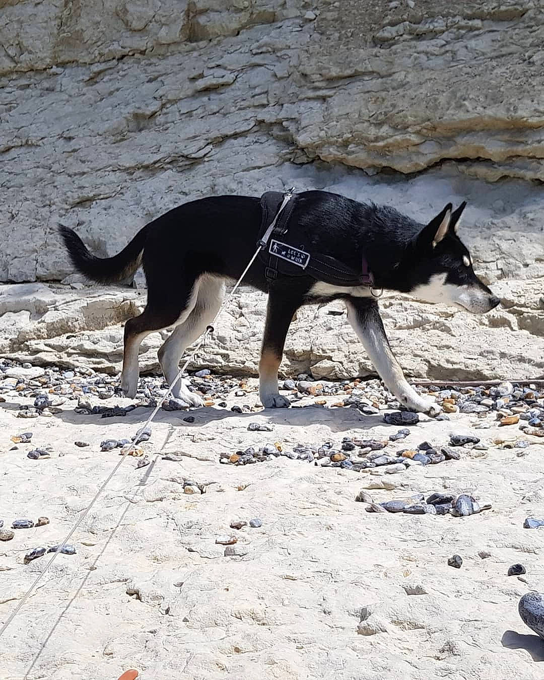 Moka a rejoint le concours — aidez-le/la à gagner de superbes lots ! canidae, carnivore, dog, dog_breed, fawn, guard_dog, landscape, leash, road_surface, sand, shadow, snout, soil, sporting_group, street_dog, tail, terrestrial_animal, wildlife, working_animal, working_dog