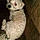Benji