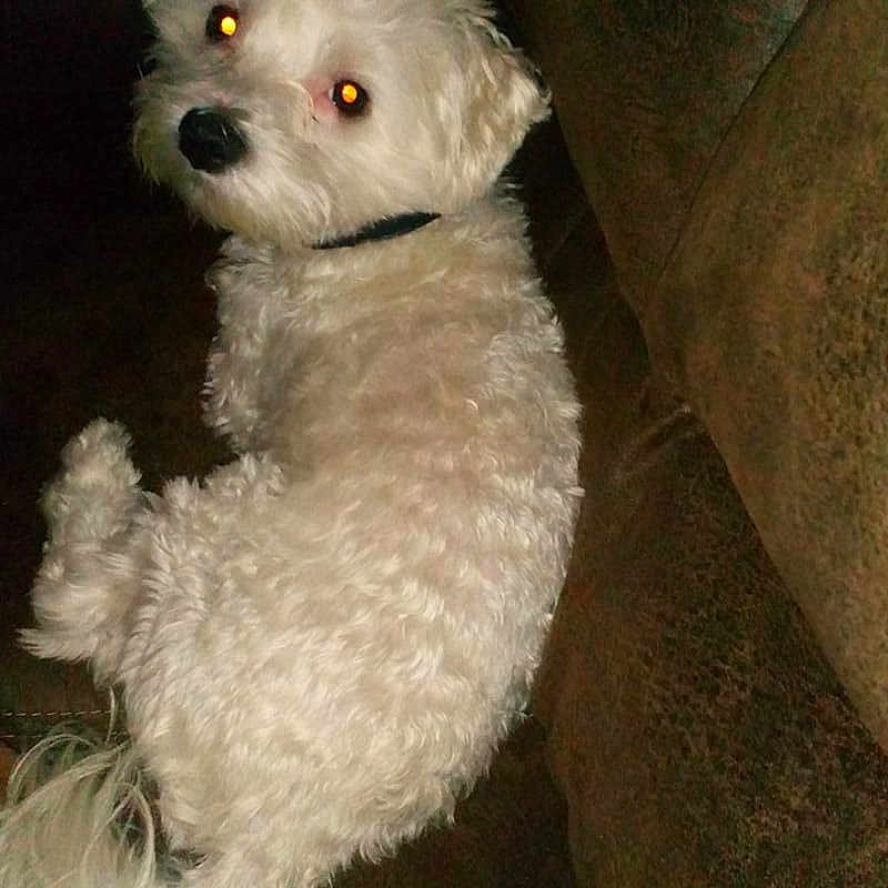 Benji joined the competition — help win amazing prizes! animal, brown_background, collar, companion, couch, curious, cute, dog, domestic_animal, flash, fluffy, fur, furniture, glowing_eyes, indoor, looking_back, pet, resting, tail, white_dog