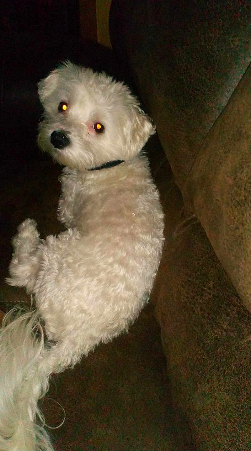 Benji
