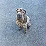 Arkane a rejoint le concours — aidez-le/la à gagner de superbes lots ! dog, shar_pei, wrinkles, pet, animal, sitting, asphalt, outdoor, canine, cute, looking_up, fur, paws, companion, friendly, mammal, domestic_animal, short_hair, calm, curious