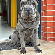 Arkane participe au concours pour gagner de l'argent avec cette photo : dog, shar_pei, pet, animal, wrinkles, sitting, indoors, doorway, tile_floor, mat, fur, paw, nail, portrait, canine, companion, domestic, guard, watchful, calm