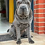 dog, shar_pei, pet, animal, wrinkles, sitting, indoors, doorway, tile_floor, mat, fur, paw, nail, portrait, canine, companion, domestic, guard, watchful, calm