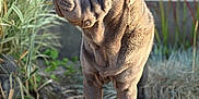 Arkane a rejoint le concours — aidez-le/la à gagner de superbes lots ! dog, shar_pei, wrinkled_skin, outdoor, sunlight, concrete, brick_wall, plant, grass, pet, animal, standing, portrait, canine, nature, fur, closeup, daylight, garden, backyard