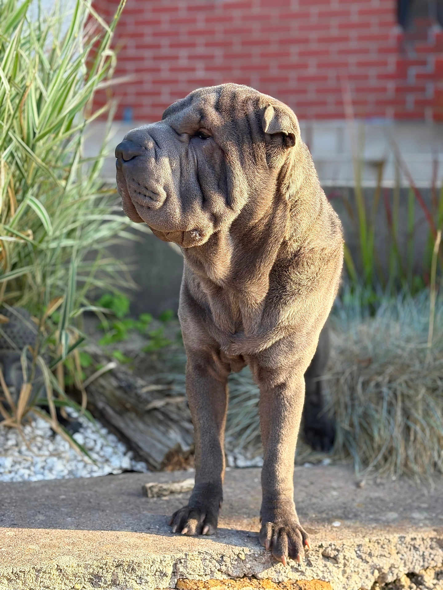 Arkane a rejoint le concours — aidez-le/la à gagner de superbes lots ! dog, shar_pei, wrinkled_skin, outdoor, sunlight, concrete, brick_wall, plant, grass, pet, animal, standing, portrait, canine, nature, fur, closeup, daylight, garden, backyard