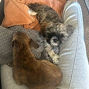 Chewy joined the competition — help win amazing prizes! animal, blanket, brown, casual, clothing, comfort, cozy, cute, dog, furry, gray, indoor, lap, person, pets, relaxing, resting, small_dog, snuggling, socks