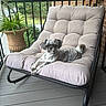Chewy is registered to the contest to win money with this photo: dog, small_dog, cushion, chair, porch, plant, flower_pot, brick_wall, wooden_floor, greenery, outdoor, pet, relaxed, furniture, tail, ears, fur, animal, resting, daylight