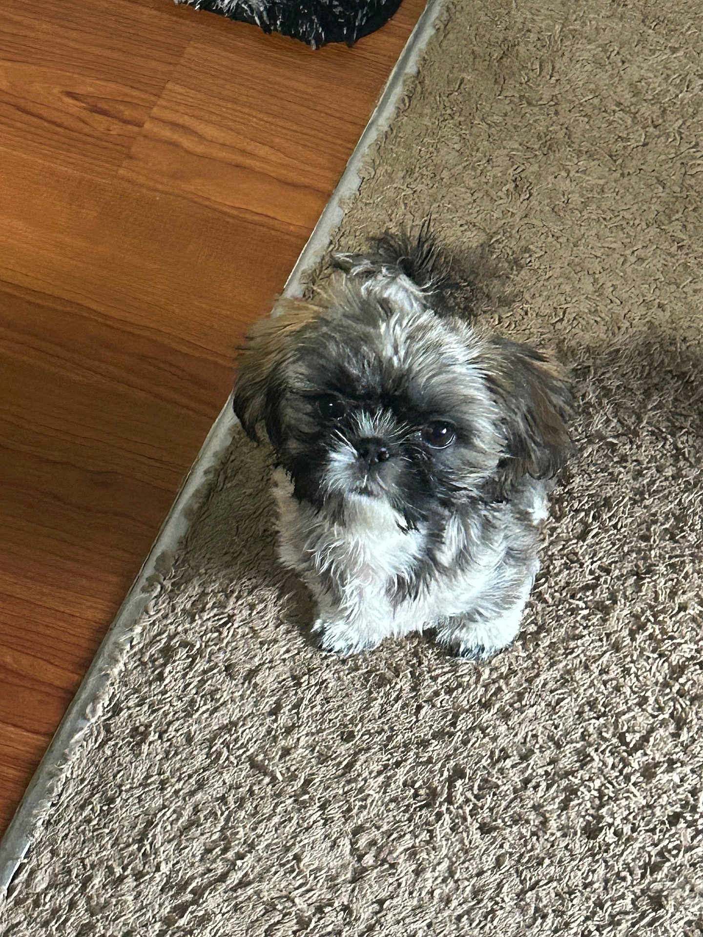 Chewy
