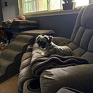Chewy is registered to the contest to win money with this photo: dog, blanket, chair, window, plant, indoor, recliner, carpet, pet_bed, pet_stairs, cozy, natural_light, furniture, home, relaxing, small_dog, living_room, decor, comfortable, resting