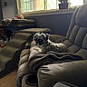 blanket, carpet, chair, comfortable, cozy, decor, dog, furniture, home, indoor, living_room, natural_light, pet_bed, pet_stairs, plant, recliner, relaxing, resting, small_dog, window