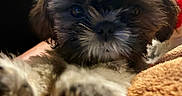 Chewy joined the competition — help win amazing prizes! animal, blanket, closeup, companion, cozy, cuddly, cute, dog, face, friend, fur, furry, indoor, mammal, paw, pet, puppy, snout, soft, young