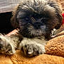 Chewy joined the competition — help win amazing prizes! animal, blanket, closeup, companion, cozy, cuddly, cute, dog, face, friend, fur, furry, indoor, mammal, paw, pet, puppy, snout, soft, young