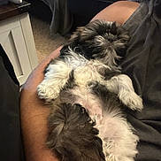 Chewy joined the competition — help win amazing prizes! puppy, dog, pet, fluffy, white, black, sleeping, lying_down, human_arm, indoor, carpet, sofa, casual, relaxed, cute, cozy, fur, small_dog, resting, animal