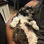 Chewy joined the competition — help win amazing prizes! animal, black, carpet, casual, cozy, cute, dog, fluffy, fur, human_arm, indoor, lying_down, pet, puppy, relaxed, resting, sleeping, small_dog, sofa, white