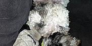 Chewy is registered to the contest to win money with this photo: black_background, blanket, bone, companion, couch, cozy, cute, dog, fluffy, fur, indoor, lying_down, pet, puppy, relaxed, resting, sleepy, small_dog, toy, white_fur