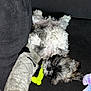 black_background, blanket, bone, companion, couch, cozy, cute, dog, fluffy, fur, indoor, lying_down, pet, puppy, relaxed, resting, sleepy, small_dog, toy, white_fur