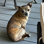 Monkey joined the competition — help win amazing prizes! alert, animal, brindle, canine, companion, curled_up, cute, dog, domestic_animal, ears, floor, fur, looking_back, outdoor, pet, portrait, sitting, small_dog, tail, wooden_deck