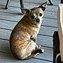 alert, animal, brindle, canine, companion, curled_up, cute, dog, domestic_animal, ears, floor, fur, looking_back, outdoor, pet, portrait, sitting, small_dog, tail, wooden_deck