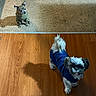 Monkey is registered to the contest to win money with this photo: animal, carpet, companion, cozy, cute, dog, domestic_animal, floor, fur, hardwood_floor, home, indoor, light, pet, playful, shadow, small_dog, sweater, two_pets, waiting