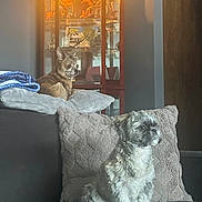 Monkey joined the competition — help win amazing prizes! animal, blanket, canine, companion, couch, cozy, cute, decor, dog, domestic, fur, furniture, home, indoor, light, pet, pillow, relaxed, sitting, small_dog