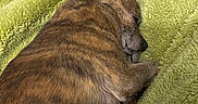 Monkey is registered to the contest to win money with this photo: animal, blanket, brindle, canine, companion, cozy, cute, cute_pet, dog, fur, indoor, paw, peaceful, pet, relaxation, rest, sleeping, snuggle, soft, warm
