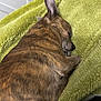 Monkey is registered to the contest to win money with this photo: animal, blanket, brindle, canine, companion, cozy, cute, cute_pet, dog, fur, indoor, paw, peaceful, pet, relaxation, rest, sleeping, snuggle, soft, warm