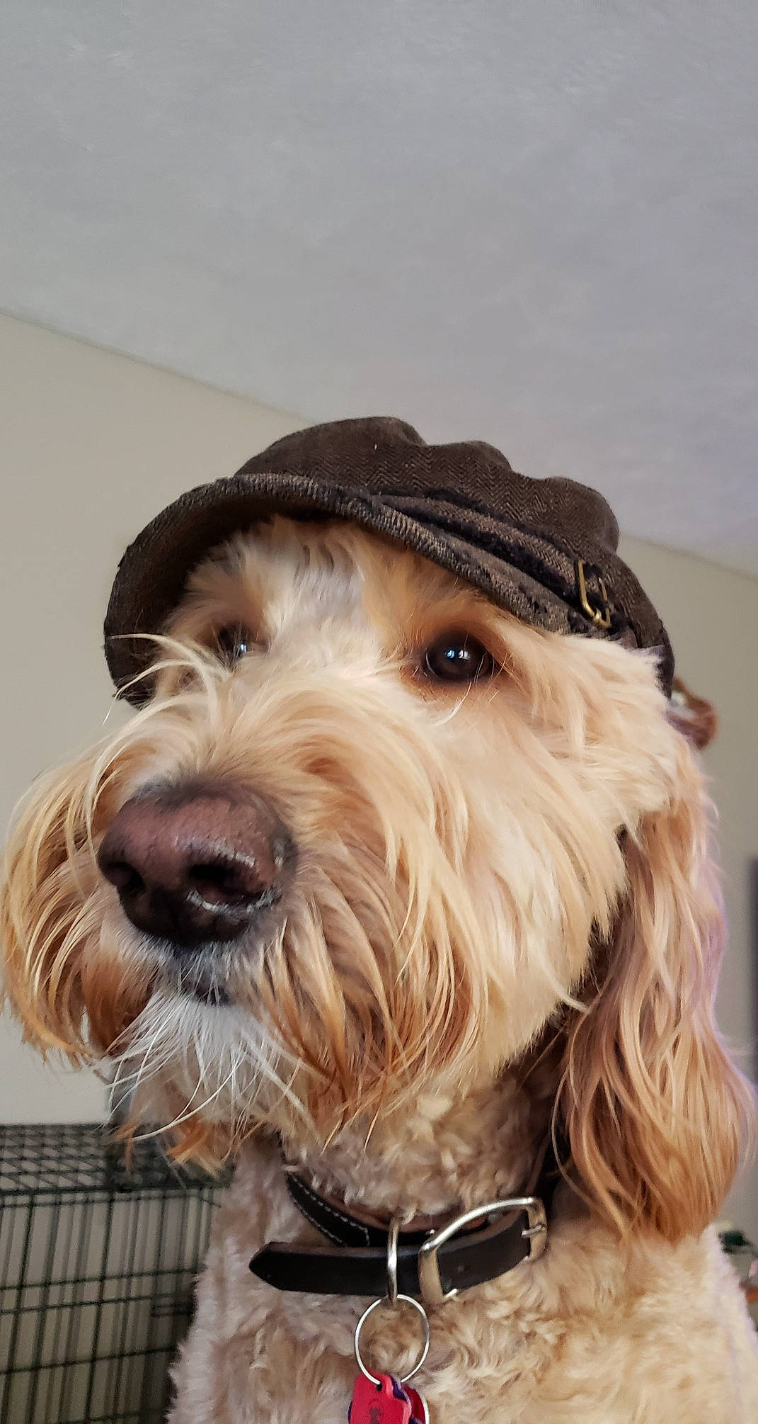 Beau is registered to the contest to win money with this photo: canidae, carnivore, collar, companion_dog, dog, dog_breed, dog_collar, dog_supply, fashion_accessory, fur, hat, liver, pet_supply, small_terrier, snout, sporting_group, terrier, toy_dog, water_dog, working_animal