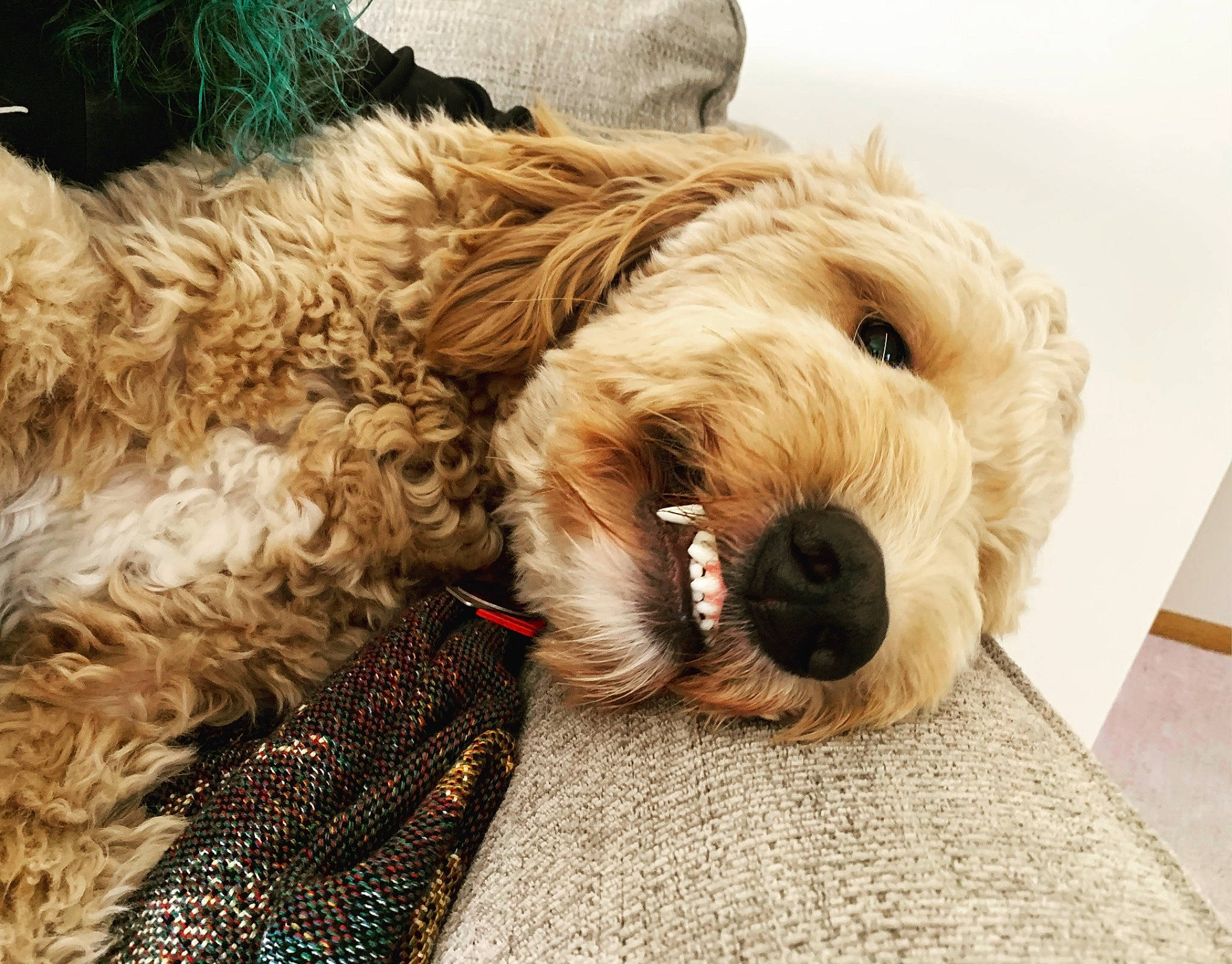 Beau is registered to the contest to win money with this photo: carnivore, collar, comfort, companion_dog, dog, dog_breed, dog_clothes, dog_collar, dog_supply, fur, labradoodle, liver, pet_supply, small_terrier, sporting_group, terrier, toy, toy_dog, water_dog, working_animal