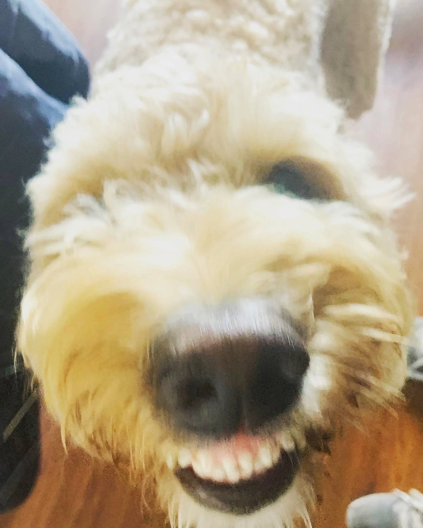 Beau is registered to the contest to win money with this photo: canidae, carnivore, companion_dog, dog, dog_breed, dog_supply, fur, maltepoo, non_sporting_group, small_terrier, snout, sporting_group, terrestrial_animal, terrier, toy, toy_dog, water_dog, welsh_terrier, working_animal