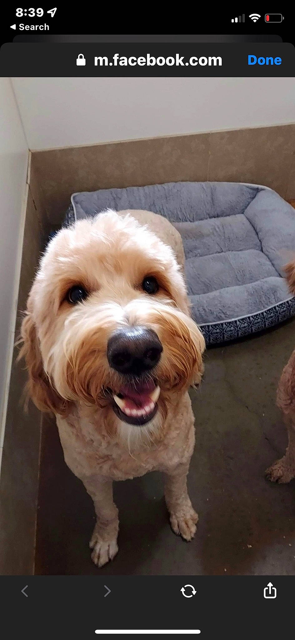 Beau joined the competition — help win amazing prizes! carnivore, companion_dog, couch, dog, dog_breed, dog_collar, fang, flooring, fur, labradoodle, liver, maltepoo, small_terrier, snout, sporting_group, terrier, toy_dog, working_animal, yorkipoo