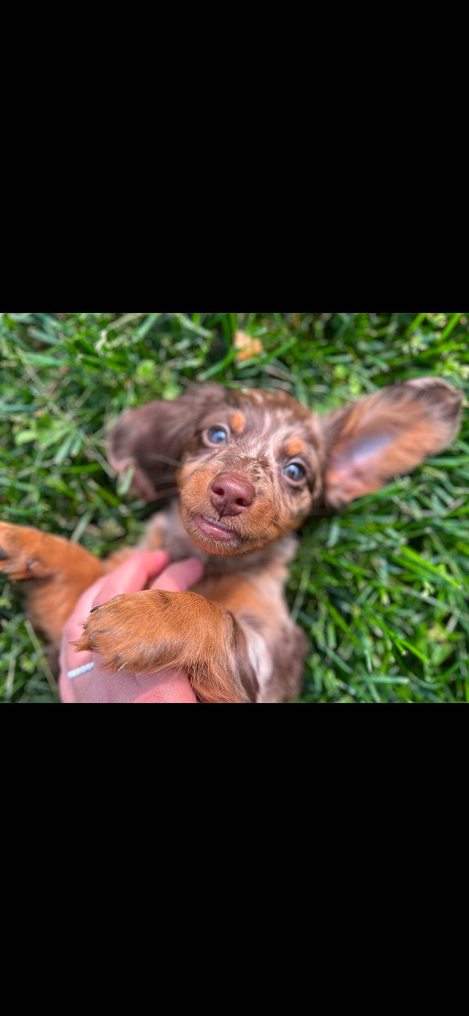 Willie joined the competition — help win amazing prizes! canidae, close_up, dog_breed, eye, fawn, forest, fur, grass, groundcover, liver, organism, plant, snout, terrestrial_animal, terrestrial_plant, toy, trunk, wood, working_animal, wrinkle