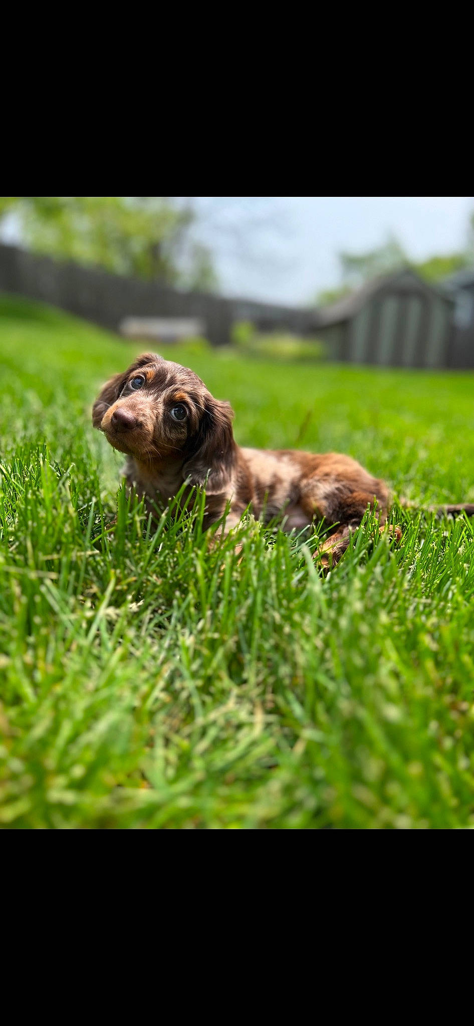 Willie is registered to the contest to win money with this photo: carnivore, companion_dog, dog, dog_breed, fawn, field, grass, grassland, groundcover, lawn, liver, pasture, plant, prairie, pug, snout, soil, sporting_group, terrestrial_animal, toy_dog