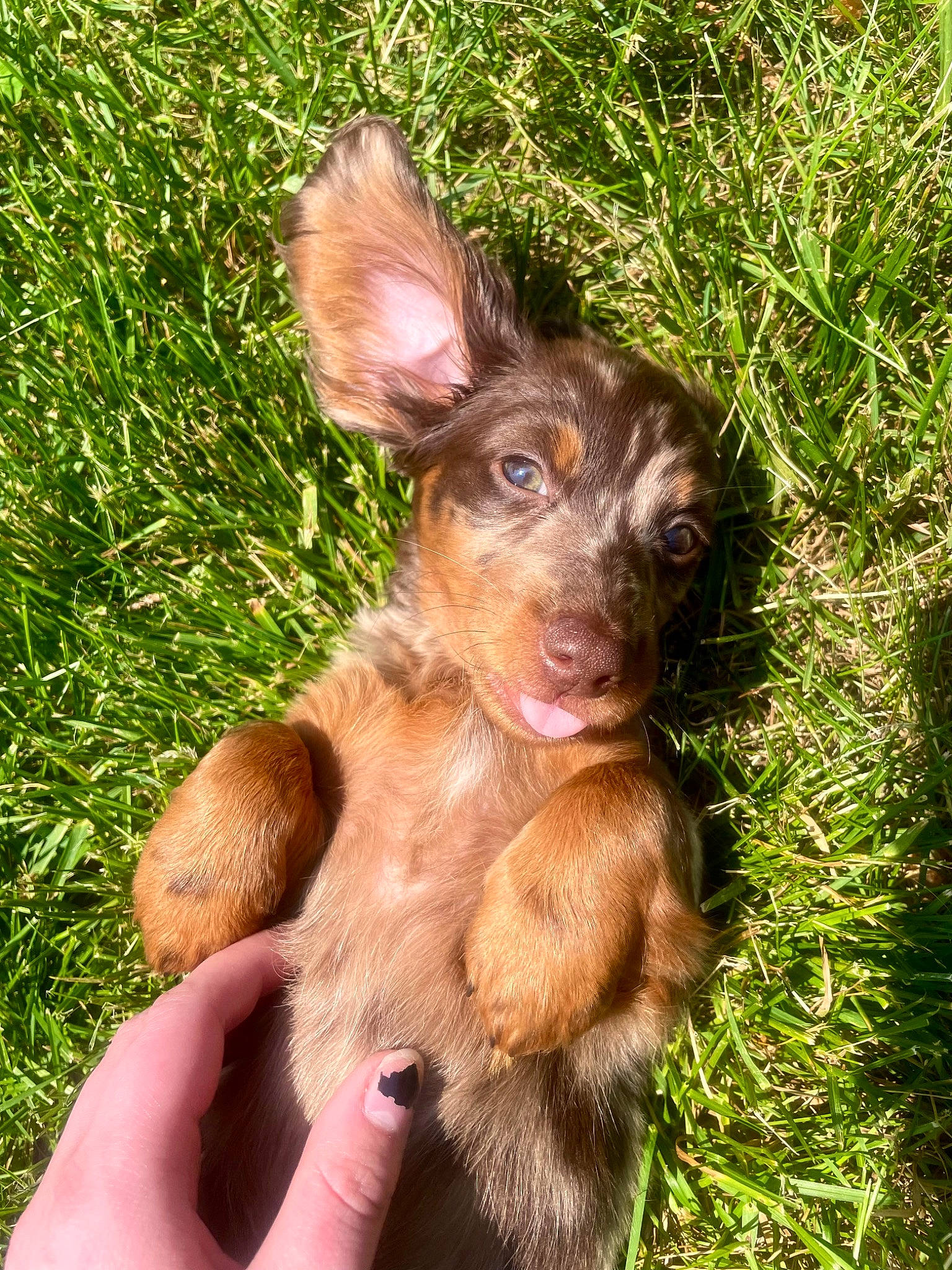 Willie is registered to the contest to win money with this photo: canidae, companion_dog, dog, dog_breed, ear, fawn, fur, grass, grassland, liver, plant, snout, terrestrial_animal, terrestrial_plant, whiskers, working_animal