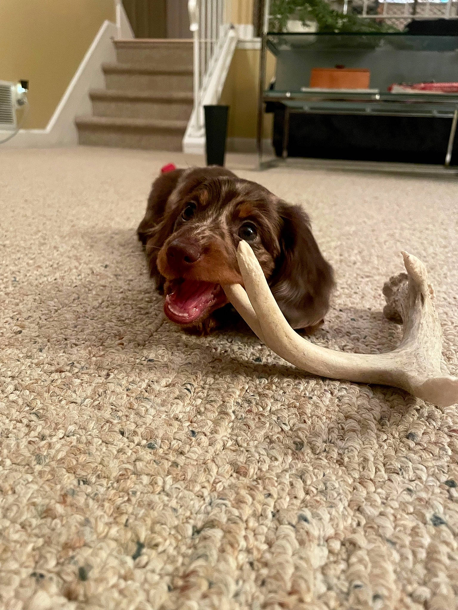 Willie joined the competition — help win amazing prizes! canidae, carnivore, companion_dog, dog, dog_breed, fawn, floor, flooring, foot, fur, hardwood, leash, liver, paw, snout, sporting_group, stairs, tail, wood, working_animal