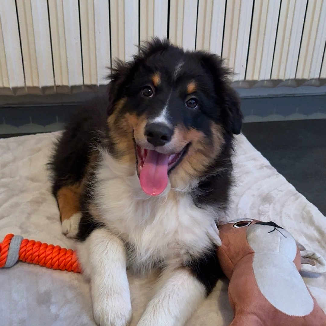 Alcor a rejoint le concours — aidez-le/la à gagner de superbes lots ! black_fur, blanket, brown_fur, chew_toy, cute, dog, floor, furry, happy, indoor, laying_down, paw, pet, plush_toy, puppy, radiator, smiling, tongue_out, toy, white_fur