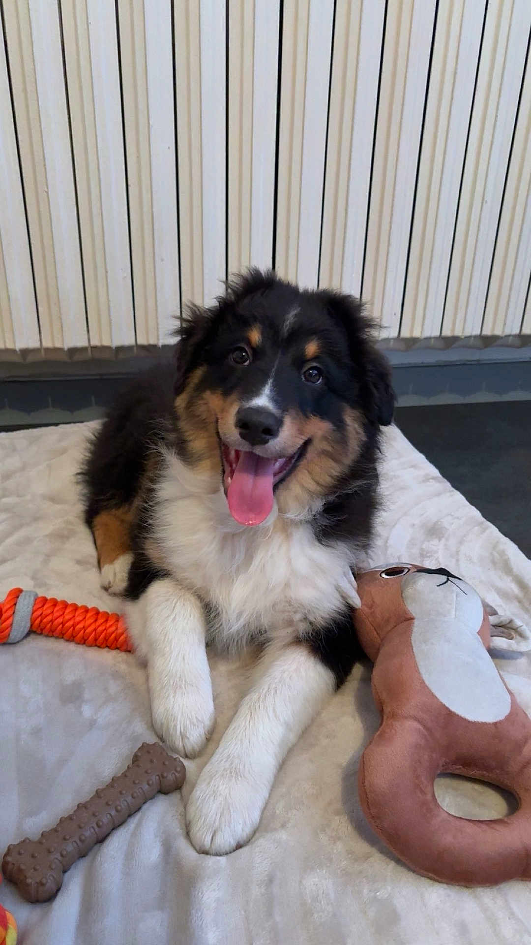 Alcor a rejoint le concours — aidez-le/la à gagner de superbes lots ! black_fur, blanket, brown_fur, chew_toy, cute, dog, floor, furry, happy, indoor, laying_down, paw, pet, plush_toy, puppy, radiator, smiling, tongue_out, toy, white_fur