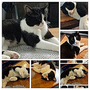 Mr.whiskers is registered to the contest to win money with this photo: cat, black_and_white, sleeping, lounging, wooden_table, relaxed, pet, fur, whiskers, indoor, cozy, close_up, animal, cute, napping, domestic_cat, resting, paw, feline, collage