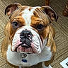 Jaxs joined the competition — help win amazing prizes! bulldog, dog, pet, close_up, brown, white, carpet, floor, indoor, animal, canine, fur, ears, face, collar, tag, paw, looking_up, wooden_furniture, cute