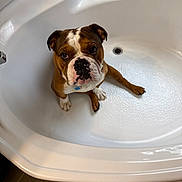 Jaxs is registered to the contest to win money with this photo: dog, bulldog, bathtub, pet, indoor, looking_up, white, clean, floor, tile, animal, canine, expression, waiting, cute, companion, sitting, ears, face, paw