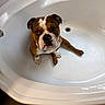 dog, bulldog, bathtub, pet, indoor, looking_up, white, clean, floor, tile, animal, canine, expression, waiting, cute, companion, sitting, ears, face, paw