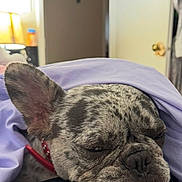 Prada is registered to the contest to win money with this photo: dog, french_bulldog, sleeping, blanket, indoor, pet, relaxed, close_up, snout, ear, fur, collar, resting, cozy, home, tongue, muzzle, animal, cute, portrait